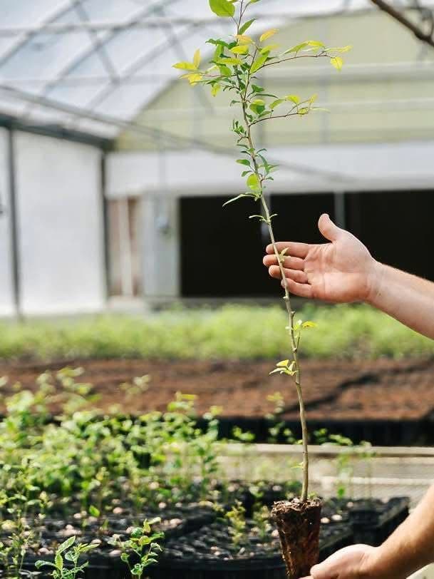 Ręka trzymająca młode drzewko owocowe gotowe do posadzenia
